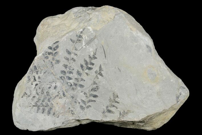 Pennsylvanian Fossil Fern (Neuropteris?) Plate - Kentucky #176768